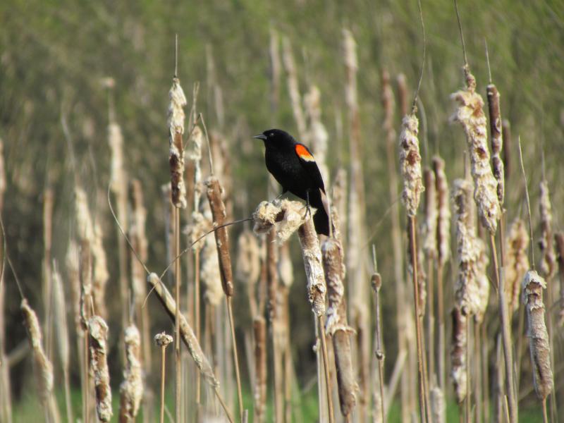 red-winged blackbird, Jeff Wells, Boothbay Register 